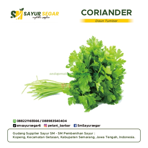 Coriander