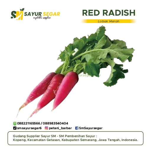 Lobak Merah