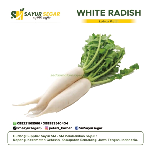 Lobak Putih