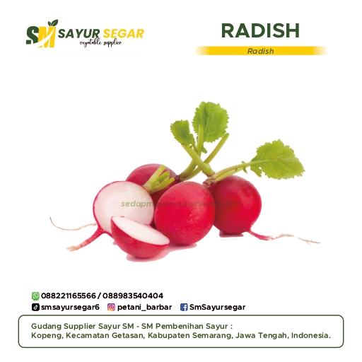 Radish