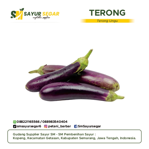 Terong Ungu